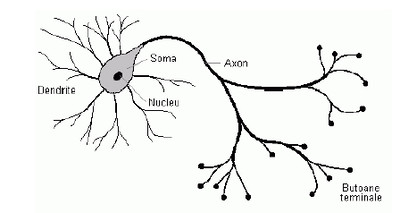 Neuronul